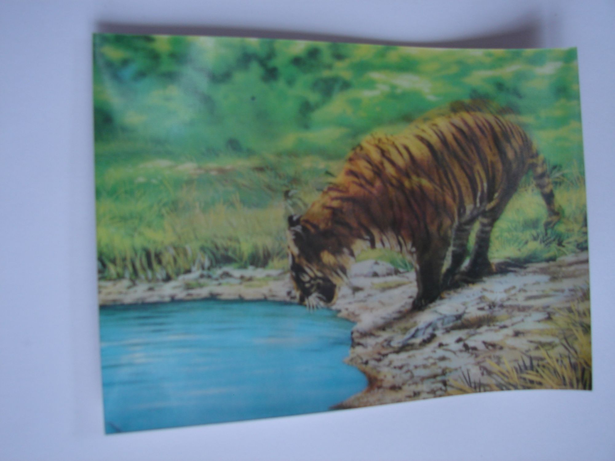 Carte Postale En Relief Wonder Tigre Qui Bouge Rakuten