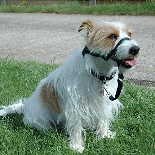 Halti Licol Educatif Anti-Traction Dressage Pour Chien Taille 0 Noir