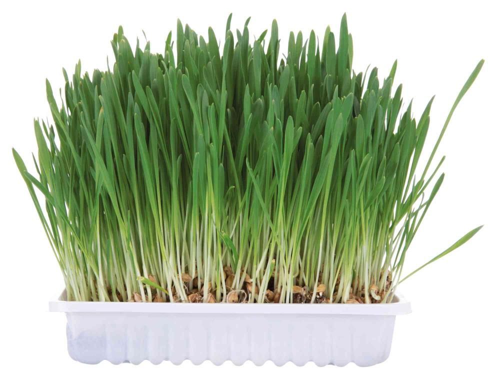 Comparer les prix de Bac D'herbe Aux Petits Animaux - Bol/Env. 100 G - Lot De 30