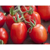 25 Graines de Tomate Zebra méthode BIO Véritable légume ancien