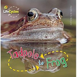 Tadpole to Frog (LifeCycles) - Unknown