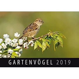 Gartenvögel 2019: Wandkalender - Quelle & Meyer Verlag