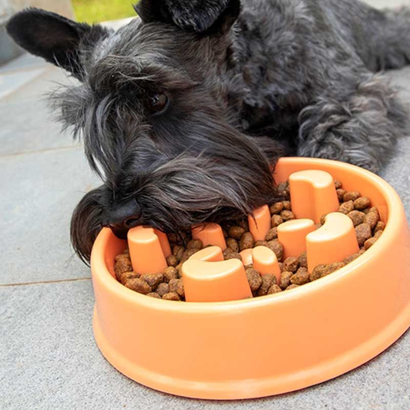 Meilleurs prix pour Gamelle pour chien anti glouton alimentation lente