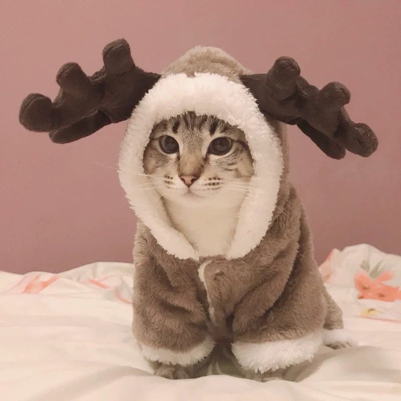 Brown-M -Costume D'hiver En Polaire Pour Chat, Vêtement Chaud Et Amusant Pour Animal De Compagnie, Petit Chaton, Chaton, Veste