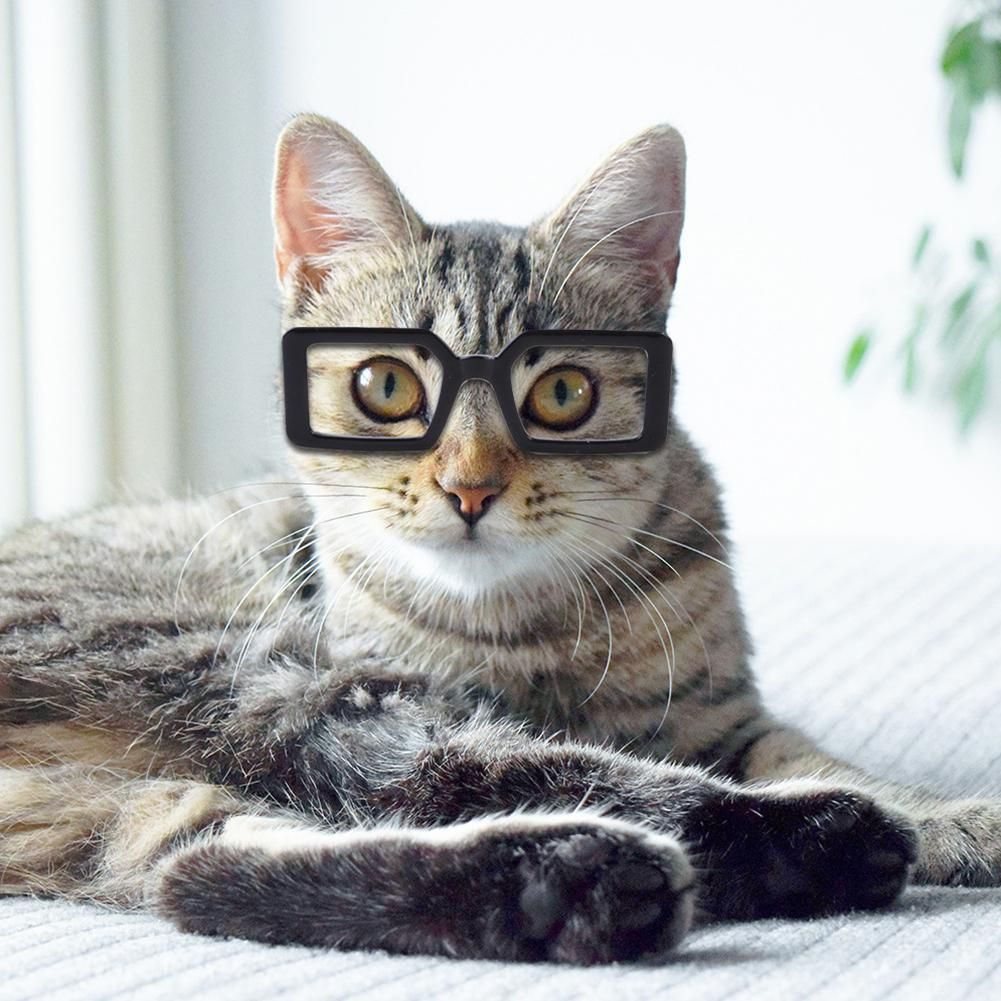 Lunettes De Soleil En Plastique Transparent Pour Animaux De Compagnie, Mignon, Chat, Chien Teddy, Personnalité Drôle, Habillage, Accessoires De Décoration Pour Animaux De Compagnie
