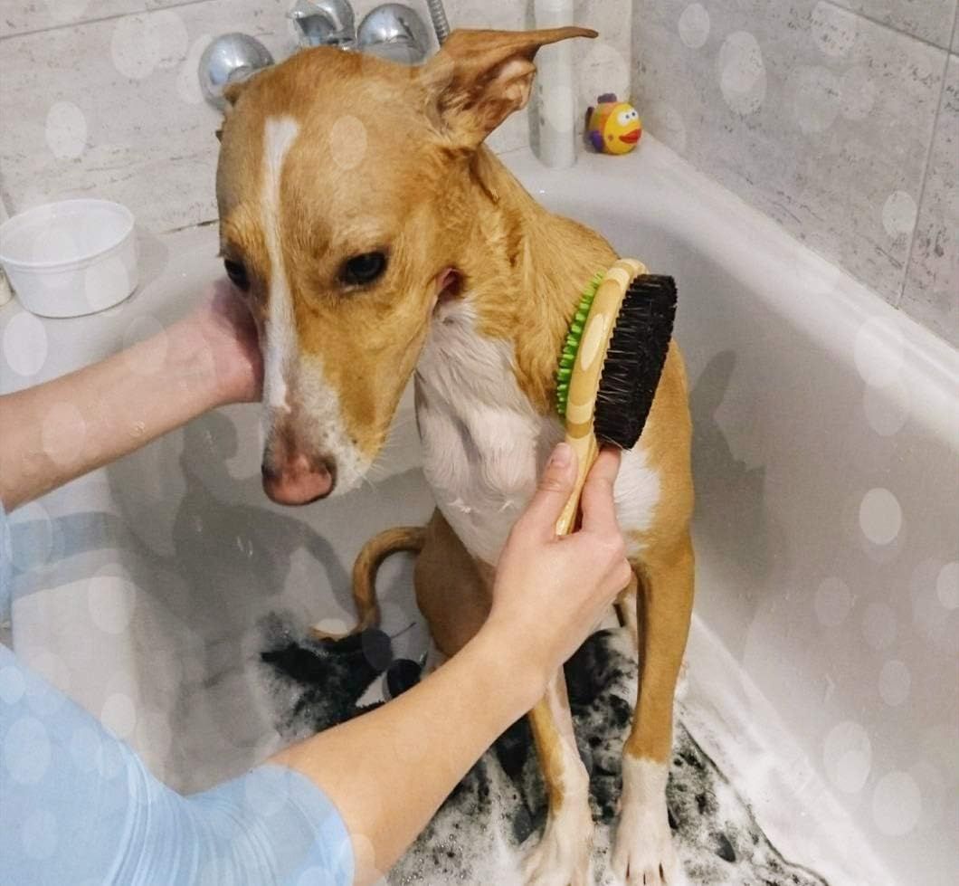Brosse Chien Chat De Toilettage Massage En Caoutchouc Double Face Brosse De Nettoyage Bain Pour Animaux Peigne De Massage Epilateur Pour Poils Cheveux Longs Courts