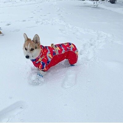 Imperméable À Quatre Pattes Tout Compris Pour Chien Corgi,Chien De Taille Moyenne,Protège-Ventre Pour Animal De Compagnie,Vêtements Imperméables Rétractables Les Jours De Pluie - Type A-Xl