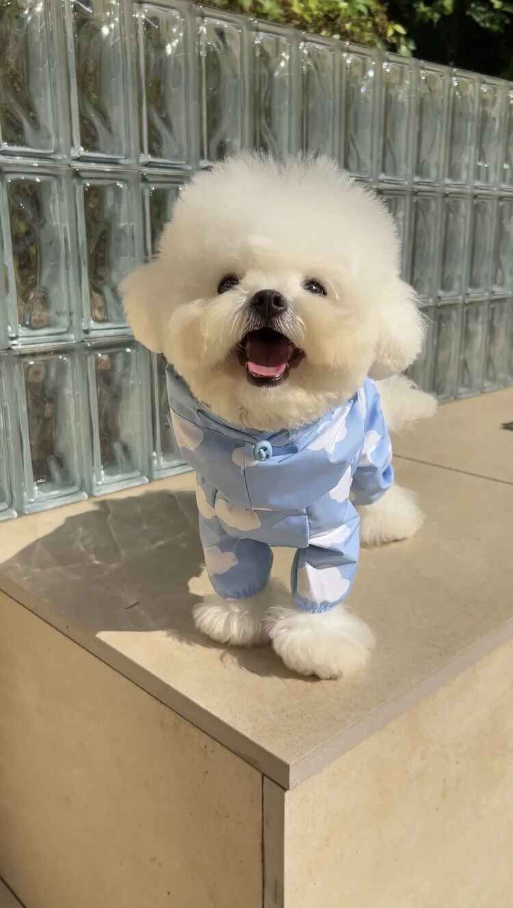 Poncho Imperméable Pour Animaux De Compagnie Avec Quatre Pattes Et Capuche,Combinaison Complète Pour Chiot,Petits Et Moyens Chiens - Type Blue Raincoat-Xl