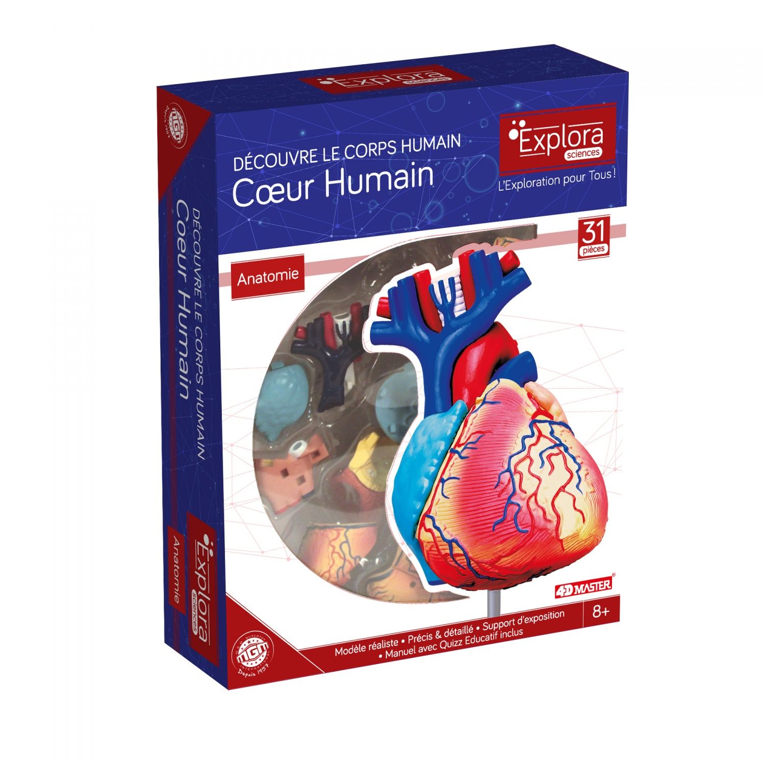 Permanent Mixte BteExplora Anatomie Crane Humain - vue 3