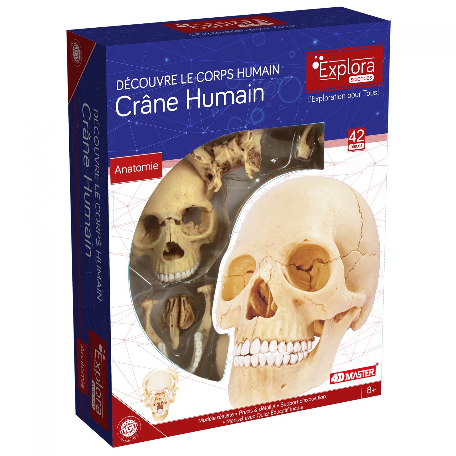 Permanent Mixte BteExplora Anatomie Crane Humain