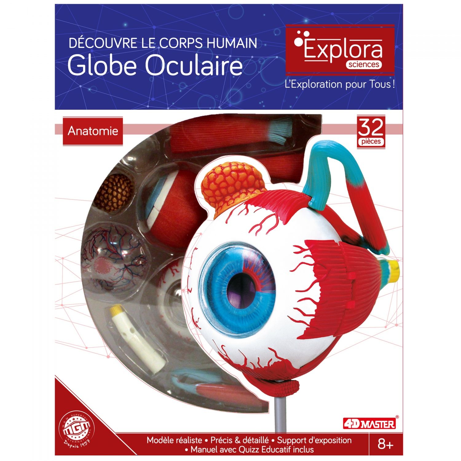 Permanent Mixte BteExplora Anatomie Crane Humain - vue 4