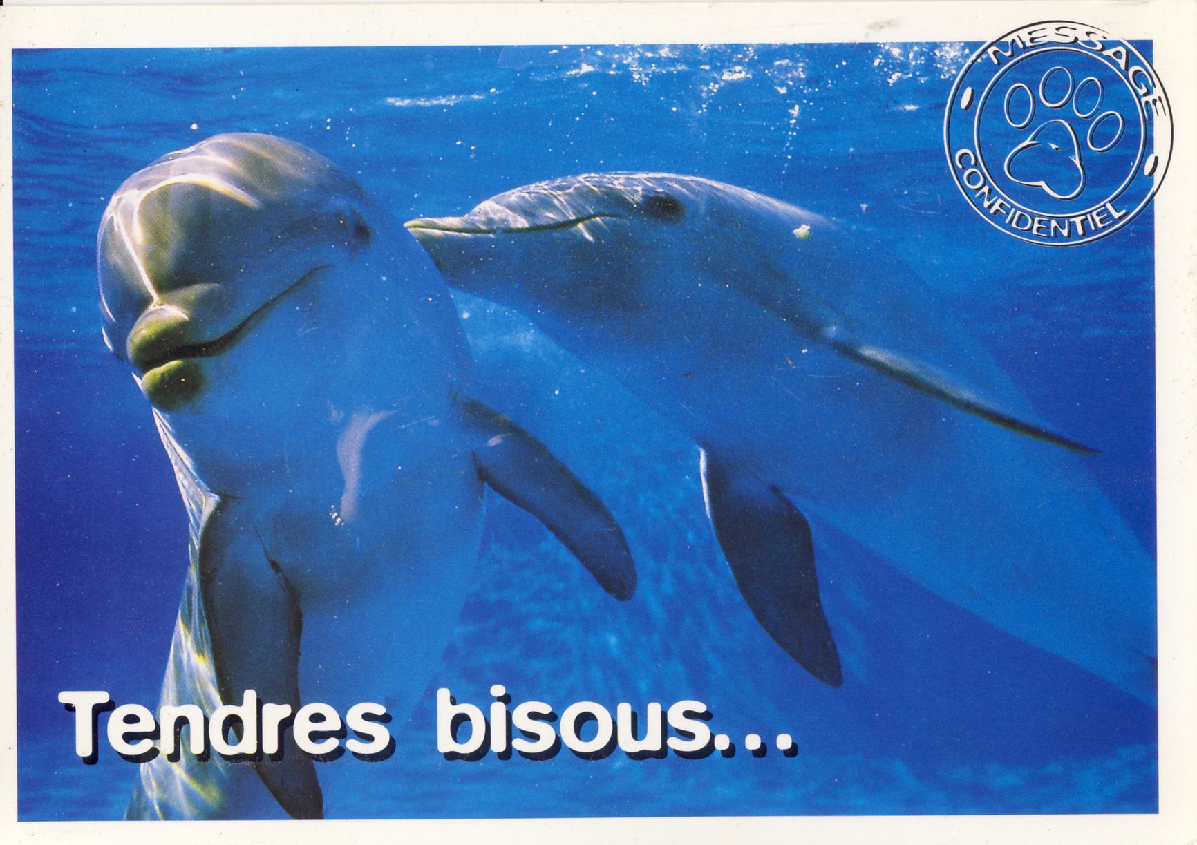 Dauphins Tendres Bisous Carte Postale Rakuten