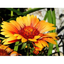 50 Graines Fleurs de Gaillarde Vivace /À Double Vari/ée