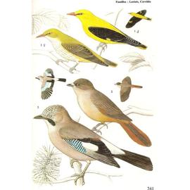 Quel Est Donc Cet Oiseau 790 Dessins En Couleurs235 Dessins De Vol336 Cartes Etc