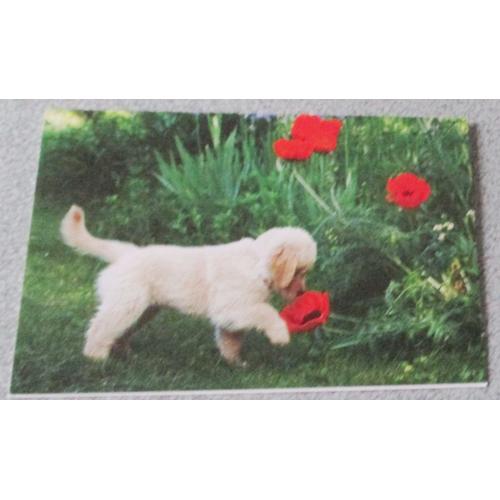 Carte Double Avec Un Bébé Chien Au Poil Clair Reniflant Des Coquelicots Dans Lherbe 155x10cm éditée Par Ifaw Collection Aider Les Chats Et Les