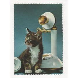 Carte Postale Chat Au Telephone 1970 Combine Felin Chaton Petit Chat Rakuten