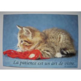 Carte Postale Chat Avec De La Laine Carte Postale Rakuten