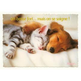 Carte Postale Chien Chat Chiot Chaton Carte Postale Rakuten