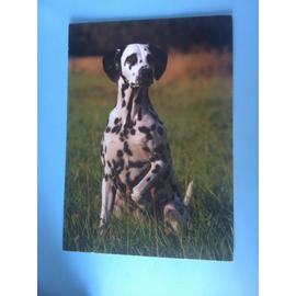 Carte Postale Chien