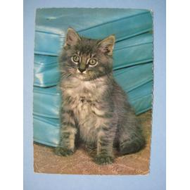 Carte Postale Jeune Chat Angora Gris Tigre Rakuten