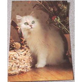 Carton Decoupe Representant Un Chat Blanc Aux Yeux Verts Genre Persan Chinchilla Au Regard Attentif Dans Un Decor Automnal 12 5x17 5cm Pour Collection De Chats Ou Plaisir De L Image Rakuten