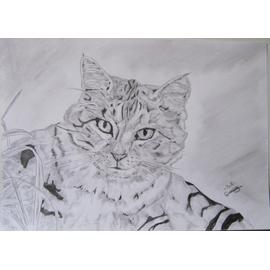 Dessin Chat Tigré Crayon A4 Fine Art Cat Cats Gato Animal Chaton