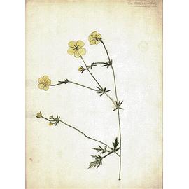 Dessin Original Annee 1931 Pour Collectionneur Ou Encadrement Decoratif Theme Nature Fleurs