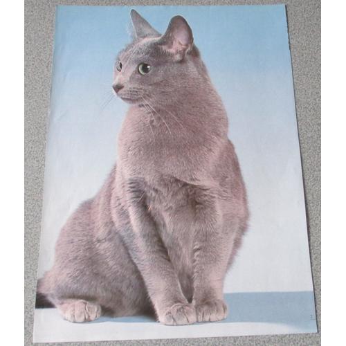 Feuille De Papier Avec Le Portrait Dun Beau Chat Gris Au Regard Vif Et Malicieux Race Le Bleu Russe 21x30cm Pour Collection De Chats Ou