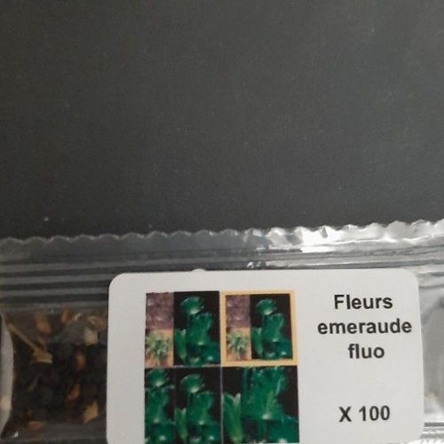 Graines Fleurs Phosphorescentes Fluo X100