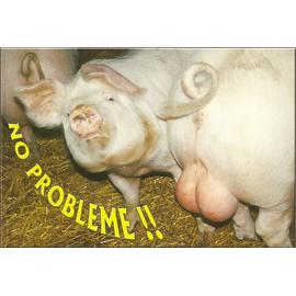 Humour Cochon Cochone No Probleme Rakuten