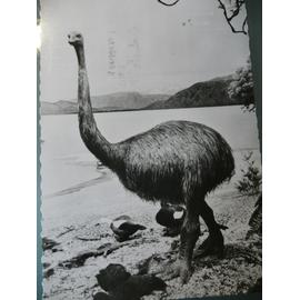 Moa Ou Dinornis Oiseau Disparu Nouvelle Zélande Publicité Pharmaceutique Pour Génoline Photo Noir Et Blanc