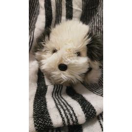 Peluche Chien Gris Blanc Poils Longs Aux Nations Vintage